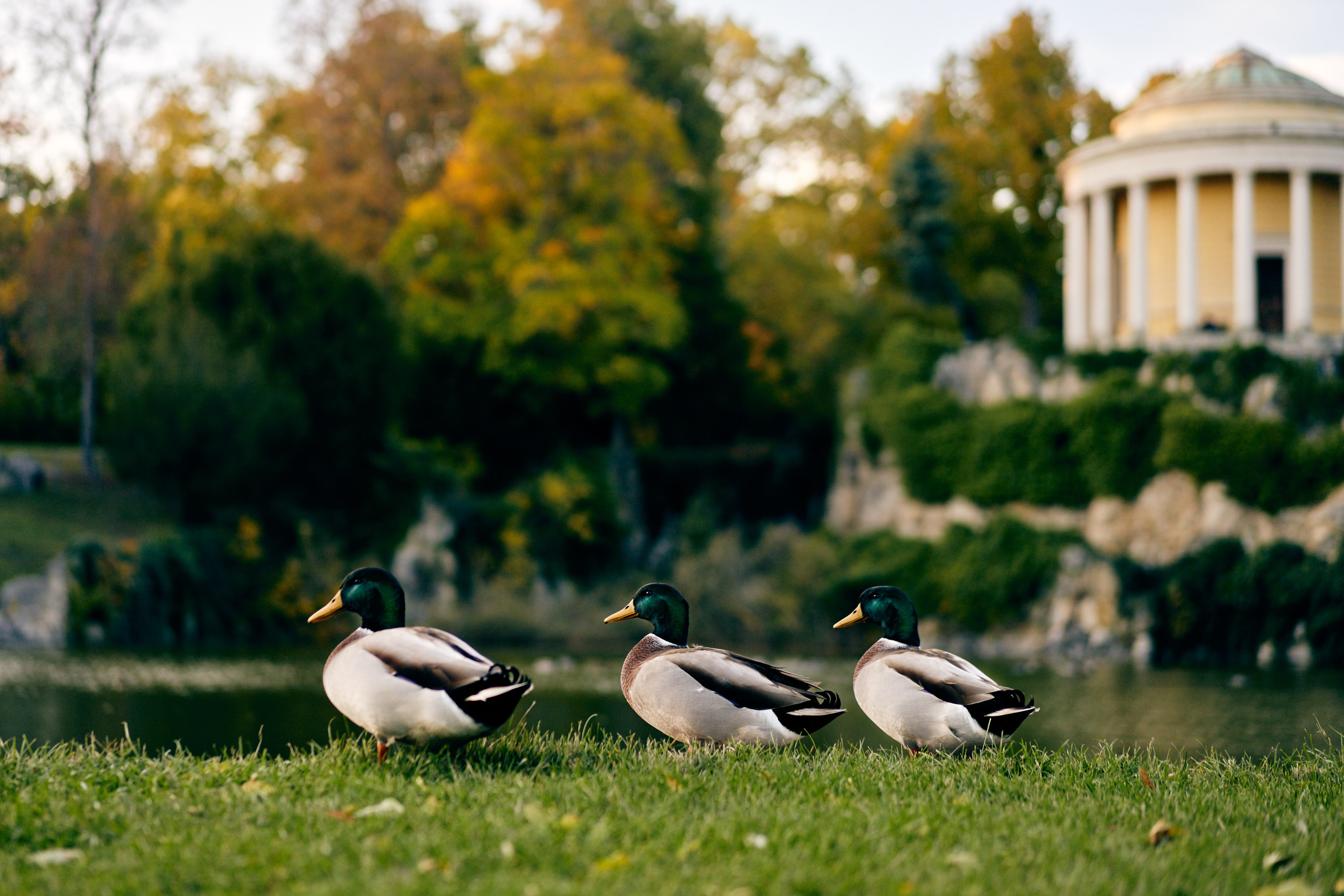 Enten am Schlossteich von Eisenstadt